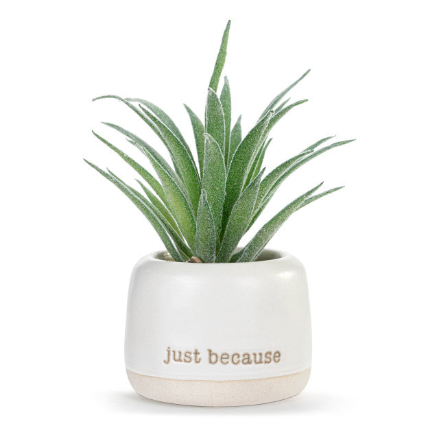 Thinking of You / Just Because | Mini Succulent