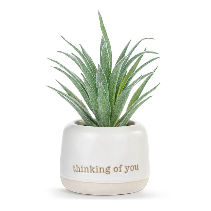 Thinking of You / Just Because | Mini Succulent