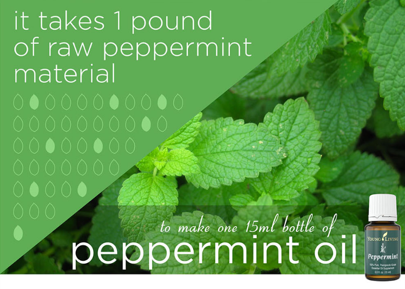 Peppermint Essential Oil - 15 ml